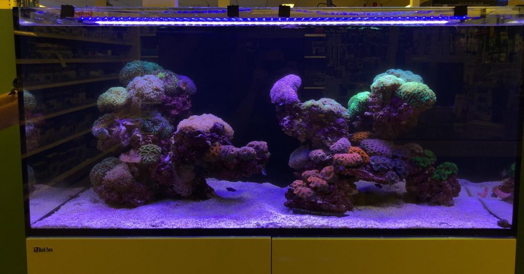 Design reef tank met vooral euphyllia ancora en acanthastrea soorten