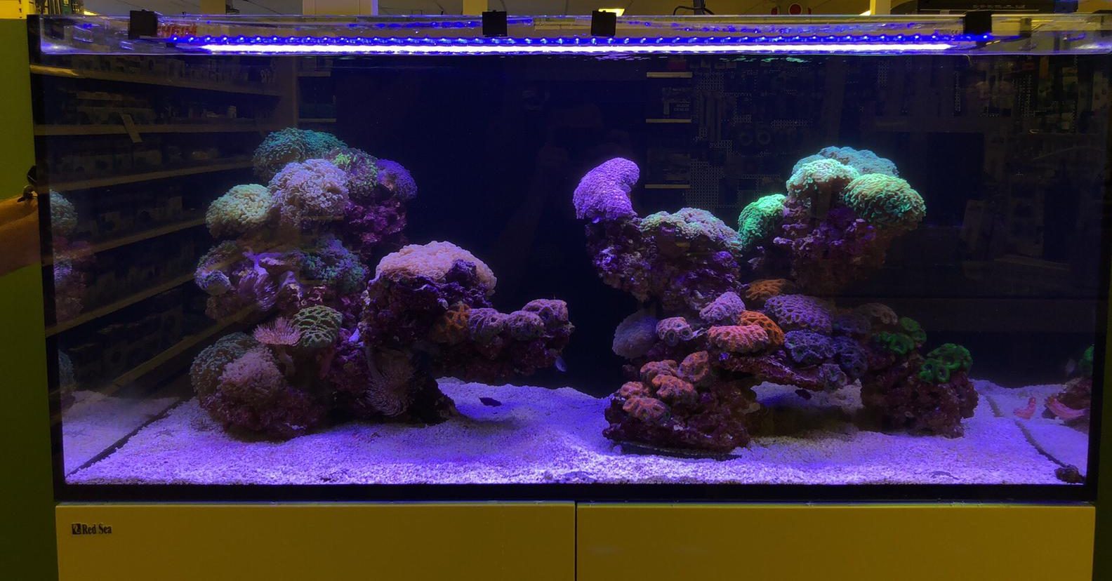 Design reef tank